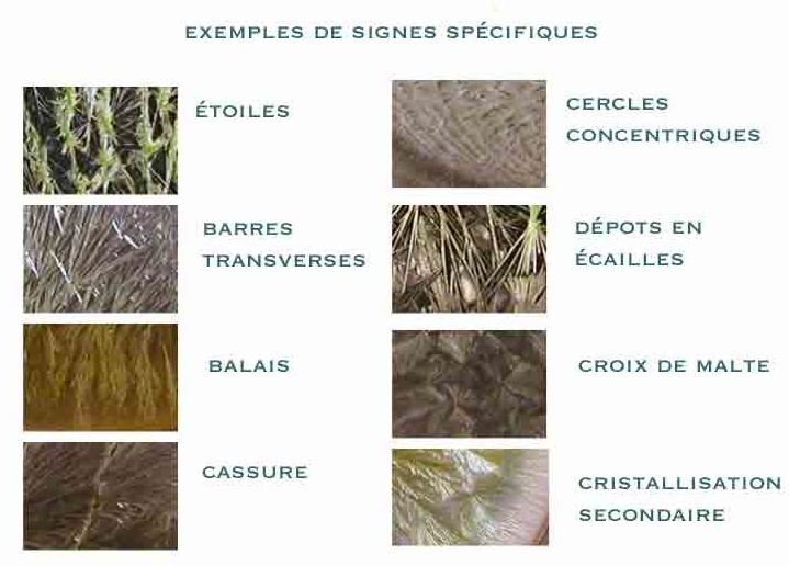 Planche : exemples de signes spécifiques