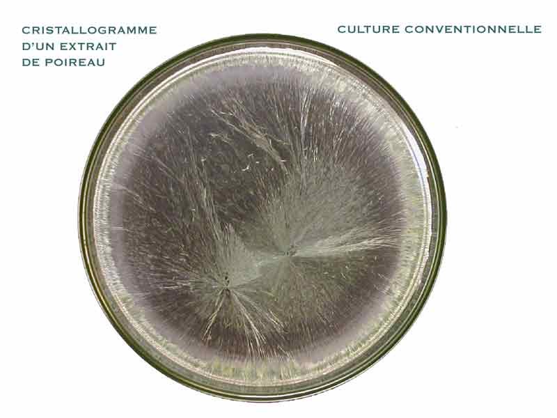 Poireau — Culture conventionnelle
